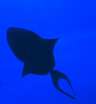 Triggerfish Silouhette.   Digitally enhanced w/PhotoShop. by Beverly Speed 